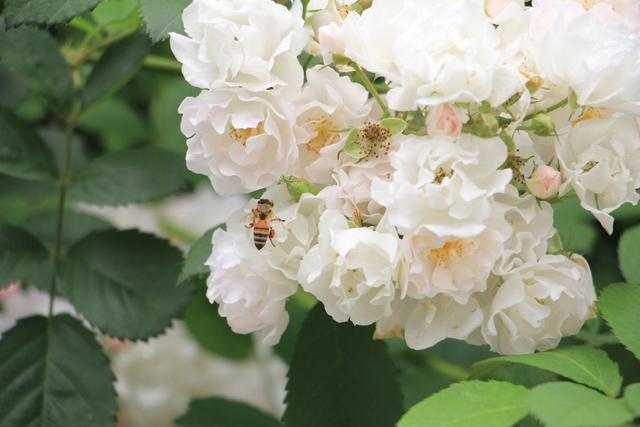 蔷薇花 第2 页 蔷薇花图片
