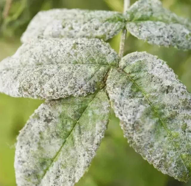 种植山楂常见的七大病害，防治方法都在这里3