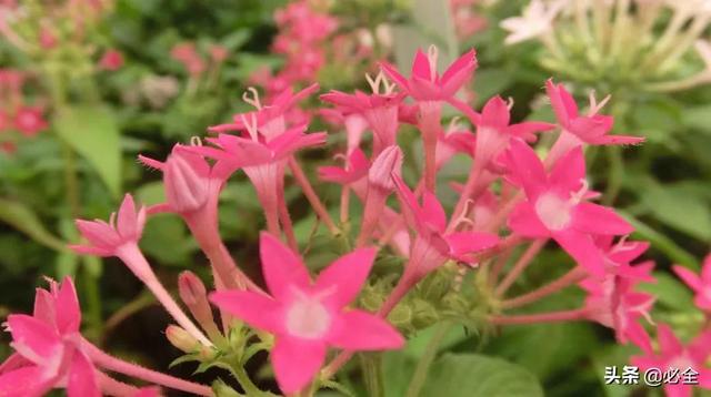 北方宿根花卉 北方宿根花卉（北方宿根花卉有哪些种类） 生活