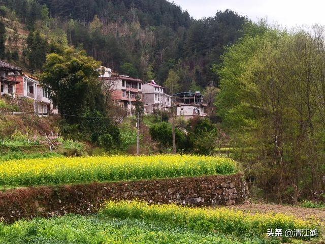 油菜赏花时节：不得不谈的芸苔素内酯7