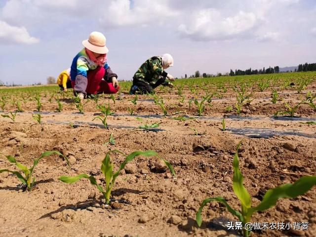 玉米地打药除草，苗前封闭除草和苗后定向除草，两种方法哪个好？4