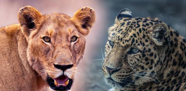 豹子和老虎有什么区别「狮子老虎豹子什么科」