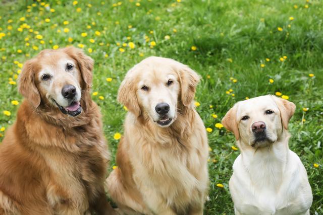 拉布拉多猎犬