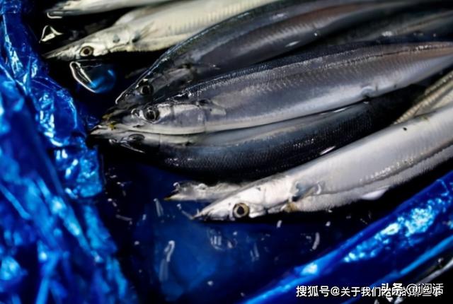 日本人愛吃的秋刀魚 營養高還便宜 卻在中國沒市場 這是為啥 全網搜