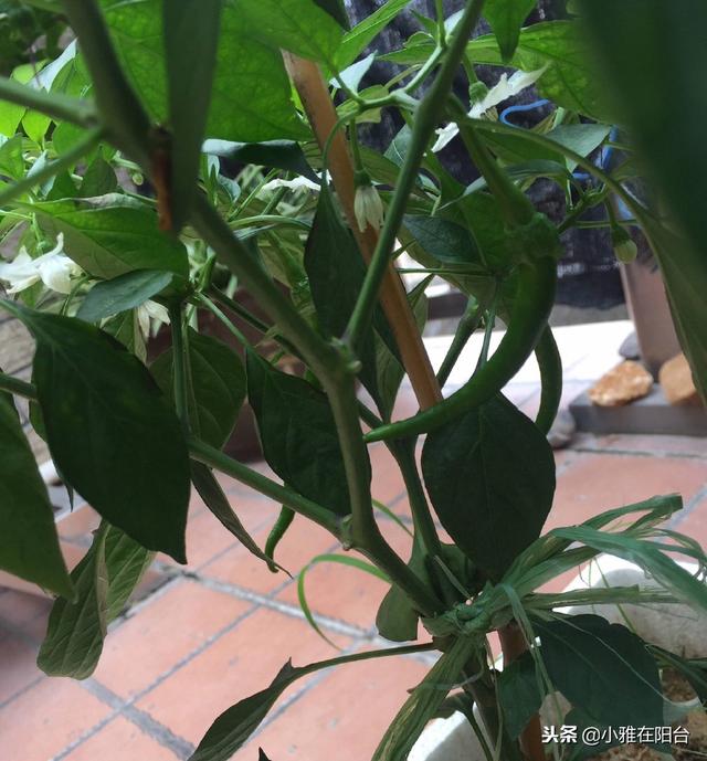 如何种菜 如何种菜（空间站的大便如何种菜） 生活