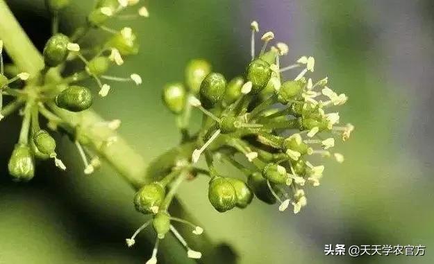 葡萄花期管理相当重要，怎样做才能实现高产稳产？