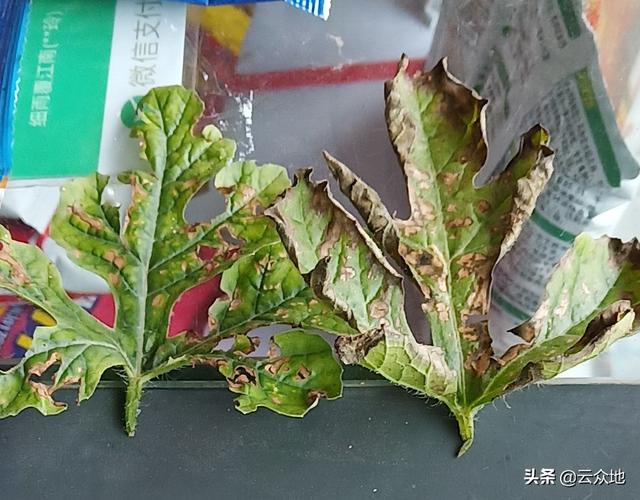 西瓜细菌性叶枯病大面积发生？病情重宜复配用药，连续防治2-3次