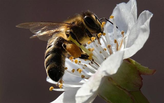 蜜蜂采花蜜 蜜蜂采花蜜（蜜蜂采花蜜视频） 生活