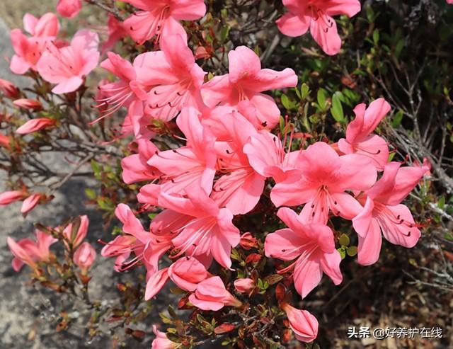 杜鹃花有毒吗 杜鹃花有毒吗（黄色杜鹃花有毒吗） 生活