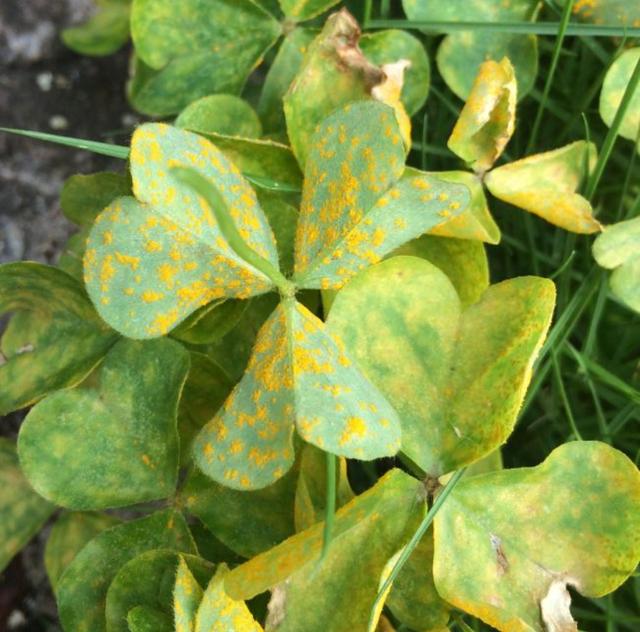 最近阴雨连绵，植物叶子容易长“锈斑”，教你正确预防和处理2