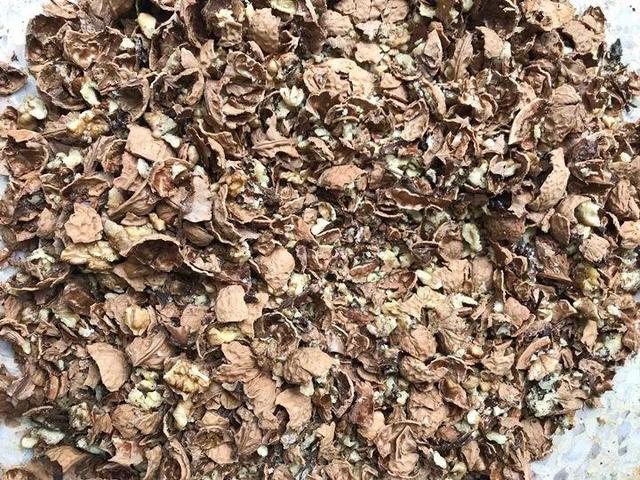 鱼鳞在土里多久腐烂
