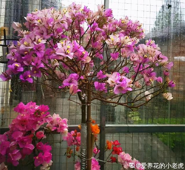 夏天的花 夏天的花（夏天的花卉） 生活