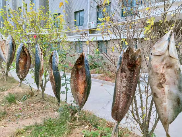 吃鱼虽好，但4种鱼尽量少吃，建议放心上