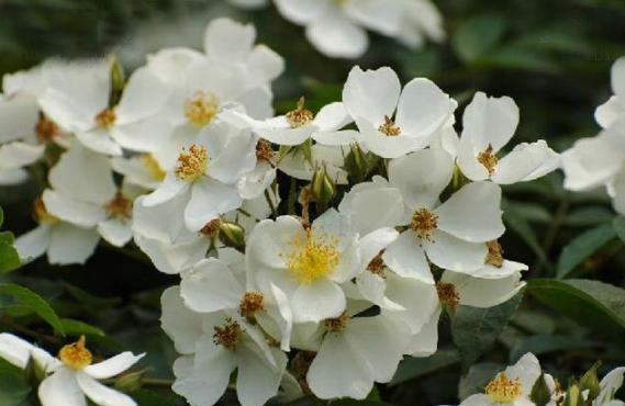 冥界之花有哪些（盘点6种很美的“冥界之花”）