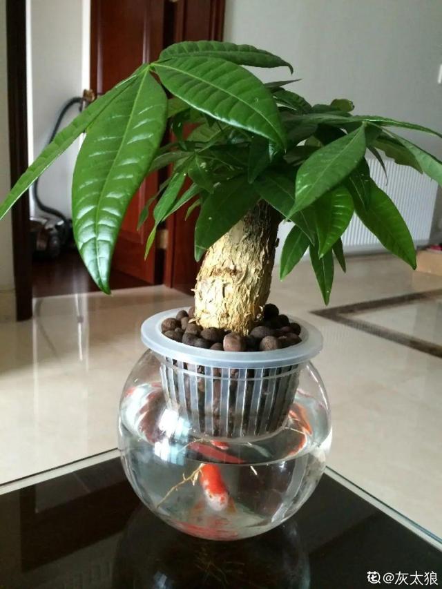 碰碰香有毒吗 碰碰香有毒吗（植物碰碰香有毒吗） 生活