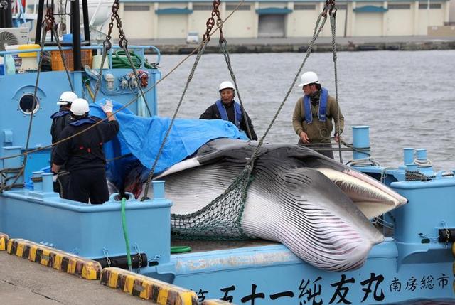 日本为什么要杀鲸鱼(日本掠夺鲸鱼视频)