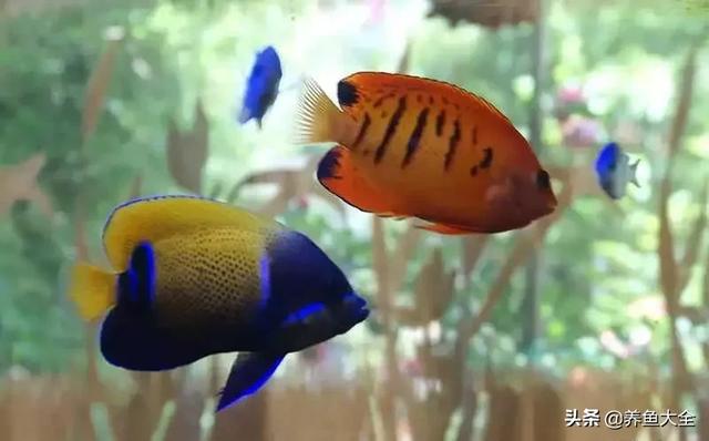 一缸多过滤机