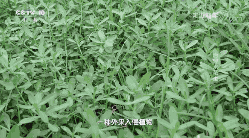 细胞破碎机维修