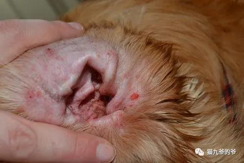 外阴表皮角化不全什么意思