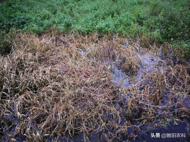 这个灭生性除草剂比草甘膦厉害多啦，杂草、大树通杀