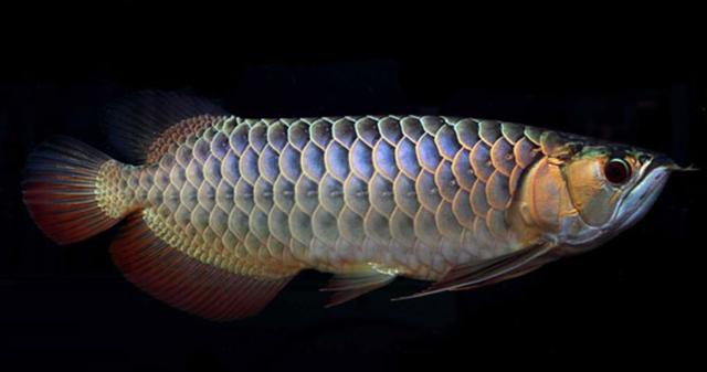 金龙鱼价格(观赏鱼金龙鱼价格) 注册公司 第2张