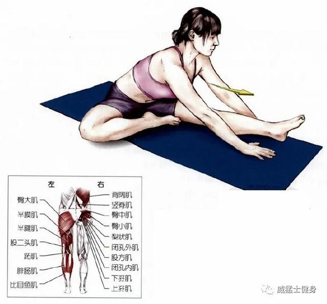 髋部肌肉拉伸坐姿仰卧髋外回旋肌和髋伸肌牵伸
