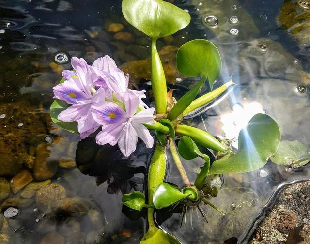 常见水生植物