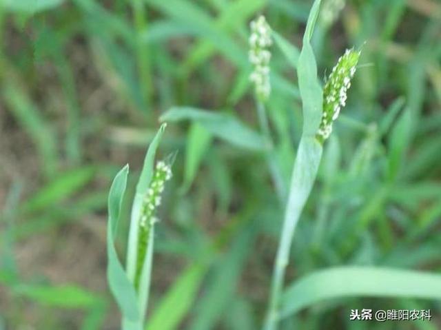 这个新药专治日本看麦娘、硬草、雀麦等禾本科杂草，安全又高效1