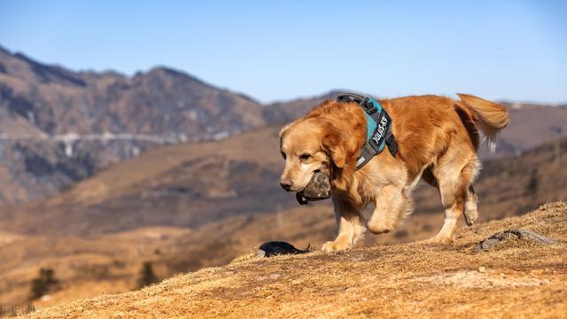 中型犬