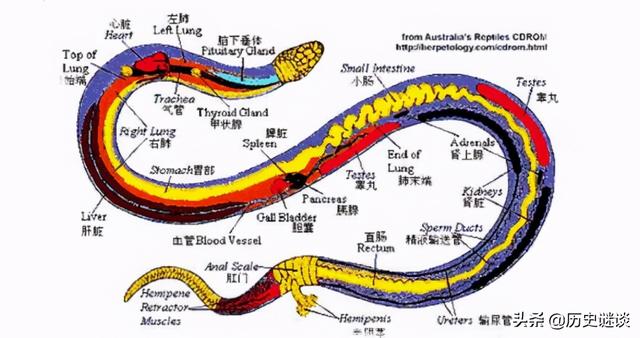 打蛇打七寸(打蛇打七寸搞笑视频)