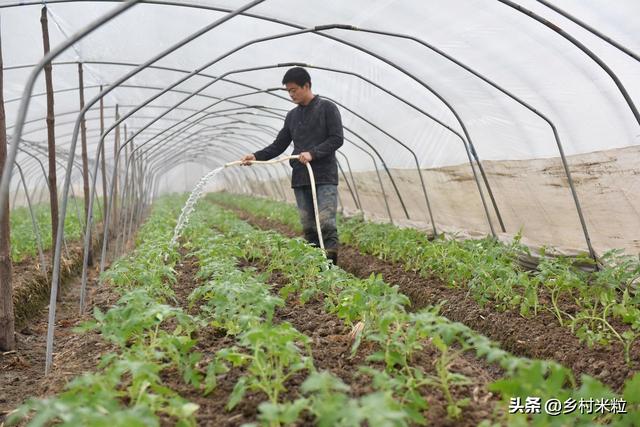 “番茄烂果”高发原因多，正确判断病害，才能有效防治7