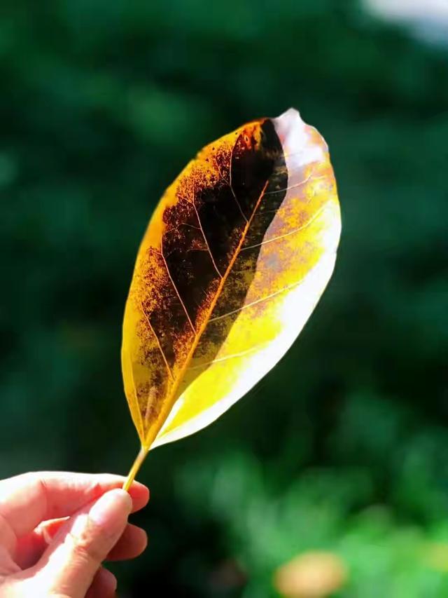 赏读：枫叶红，相思浓