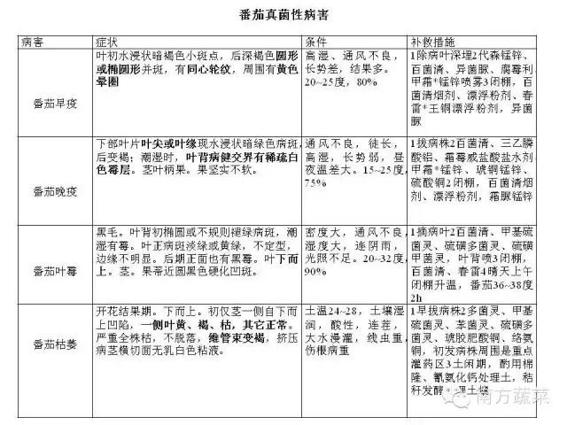 番茄常见病害识别及防治要点大全1