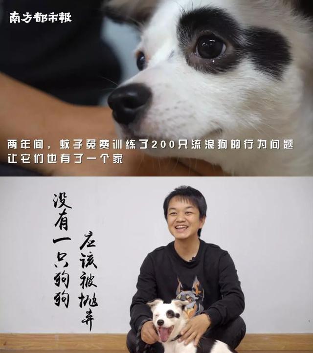 北京犬图片