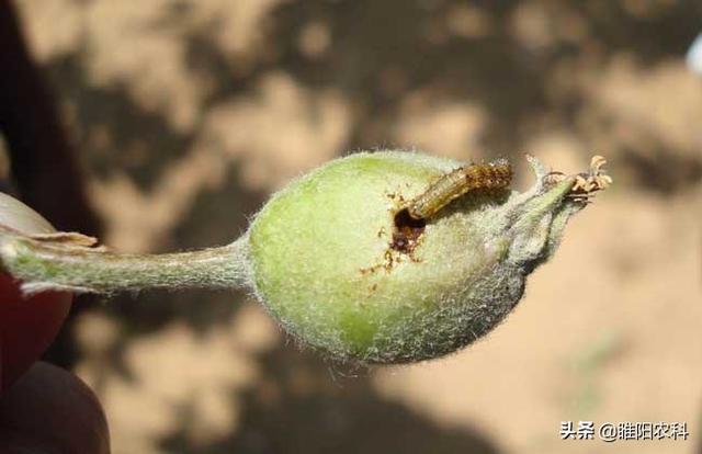 这个新药能同时防治果树上蚜虫、食心虫、绿盲蝽等几十种害虫2