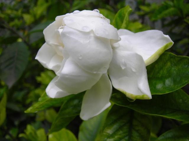 中药也有五味？那么五种味道的中药，究竟各有什么作用呢？