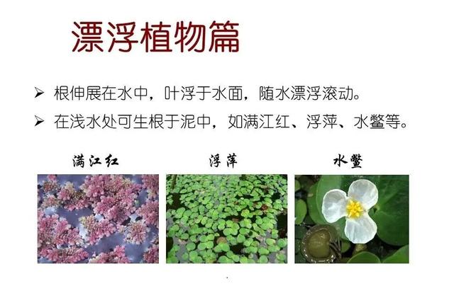 水生植物种类 水生植物种类（水生植物100种） 生活