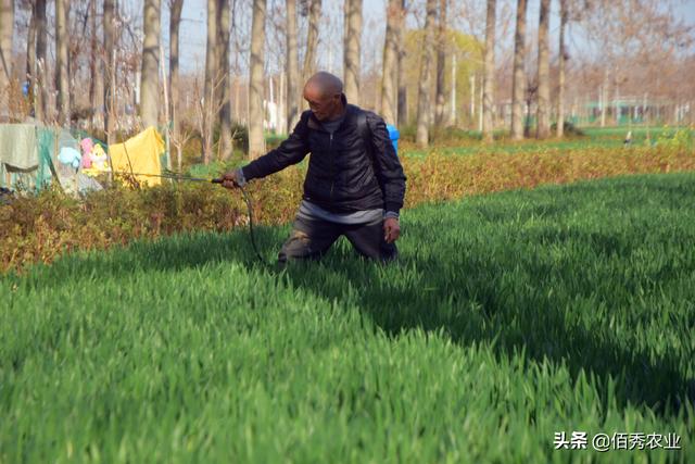 小麦拔节期，喷施什么农药能增产？有经验的农民不花冤枉钱5