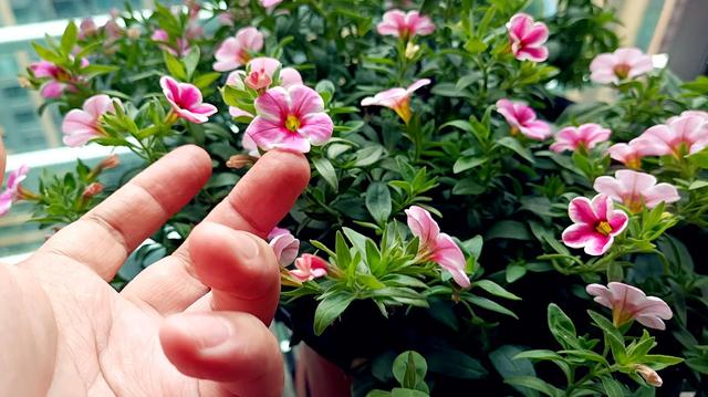 草本植物 草本植物（草本植物有哪些） 生活