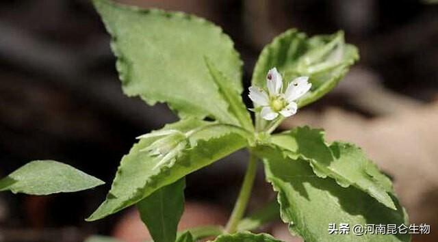 中药材根茎块膨大素有哪些？生根用什么肥料好？追肥用哪种肥料？6