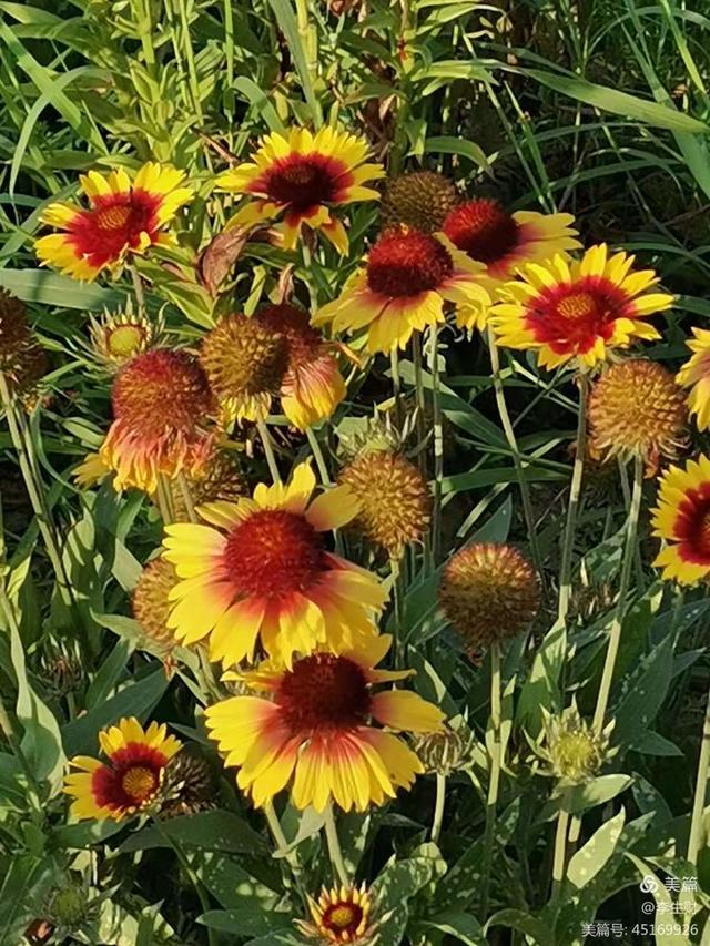 走进紫晨广场：文/李生财，图/郭翠枝