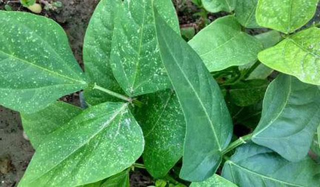 豆角种植，红蜘蛛爆发，用药做好这几个小细节，轻松防治红蜘蛛！7