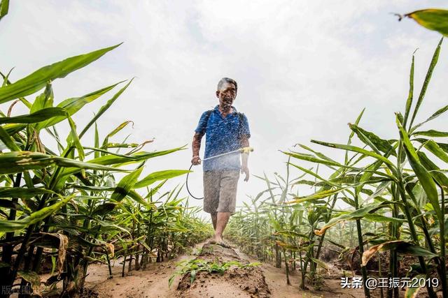 防治姜田害虫新方法，一次农药不打，和经常打农药的生姜一样3