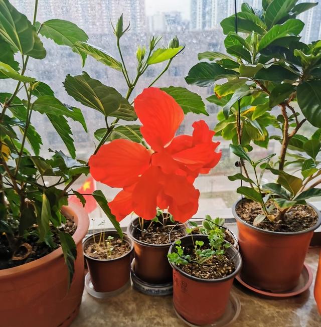 扶桑花图片