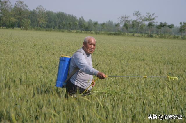 小麦叶尖发黄，杀菌剂喷施无效，农技专家表示：其实是一种虫害