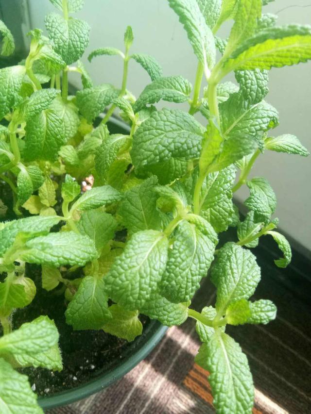 7种花适合孩子养，随便插土里就能活，孩子成就感满满