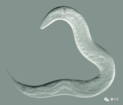 兩個基因突變讓蟲子續命5倍，南大與美科學家發現延長壽命新方法