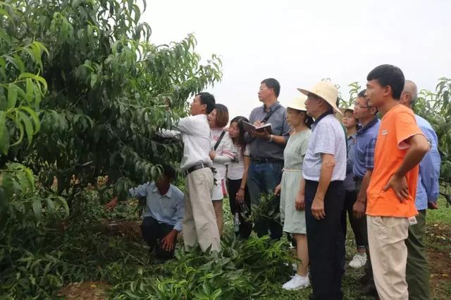 7月份桃树如何管理？这篇文章讲的详细