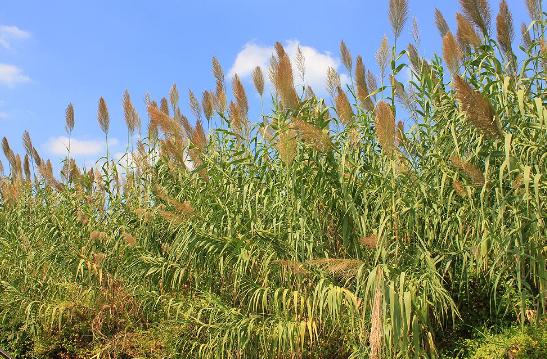 水边常见的芦苇，是典型的害草，防治有办法4