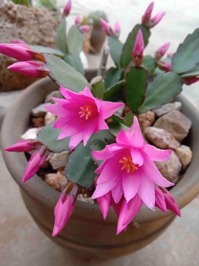 花卉名称